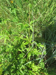Zizia aurea