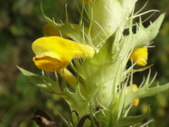 Melampyrum carstiense