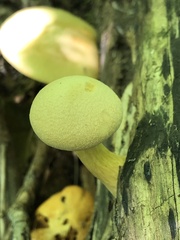 Gymnopilus