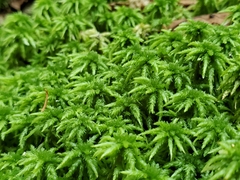 Sphagnum