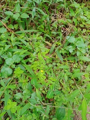 Hypericum japonicum