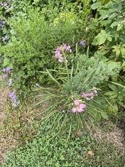 Cleome