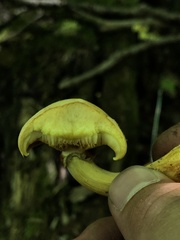 Gymnopilus