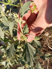 Chrozophora tinctoria