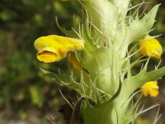 Melampyrum carstiense
