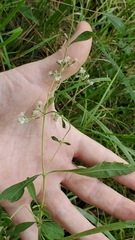 Eupatorium semiserratum