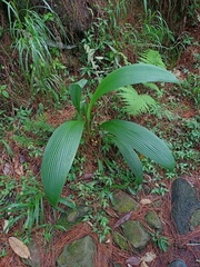 Molineria