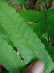 Sphaerostephanos penniger