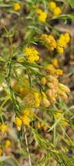 Euthamia occidentalis