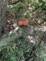 Fistulina hepatica