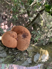Fistulina hepatica