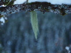Usnea dasopoga