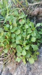 Rumex bucephalophorus canariensis