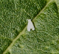 Aleyrodes proletella