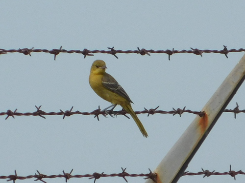 iNaturalist observation photo of Hooded Oriole