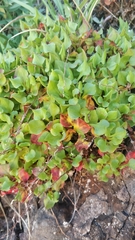 Rumex bucephalophorus canariensis