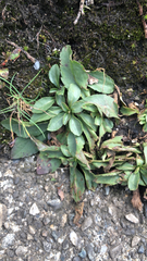 Micranthes virginiensis