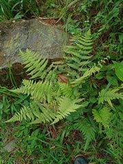 Metathelypteris flaccida