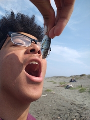 Cymatogaster aggregata