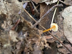 Mycena