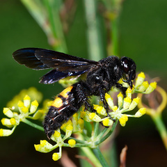 Scolia hirta