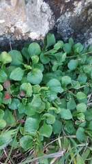 Rumex bucephalophorus canariensis