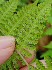 Metathelypteris flaccida