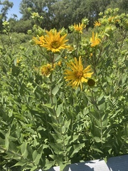 Silphium integrifolium