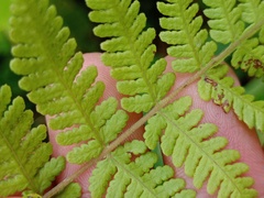 Metathelypteris flaccida