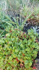 Rumex bucephalophorus canariensis