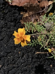 Tagetes lunulata