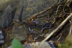 Plethodon yonahlossee