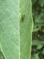 Stictocephala bisonia