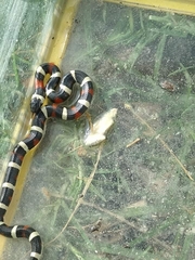 Lampropeltis polyzona