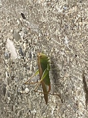 Conocephalini