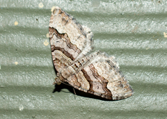 Xanthorhoe defensaria