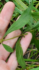 Eupatorium semiserratum