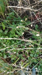 Rumex bucephalophorus canariensis