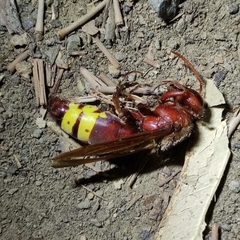 Vespa orientalis