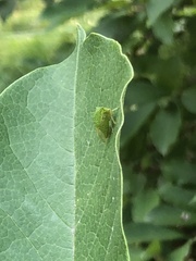 Stictocephala bisonia