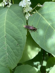 Platydracus maculosus