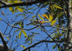 Vireo gilvus