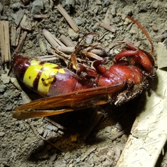Vespa orientalis