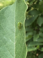 Stictocephala bisonia