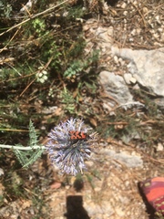 Zygaena fausta