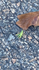 Dichromorpha viridis