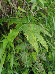 Dicranopteris curranii