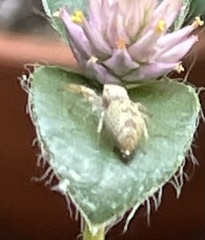 Hentzia mitrata