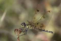 Celithemis elisa