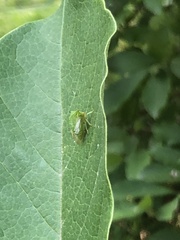 Stictocephala bisonia